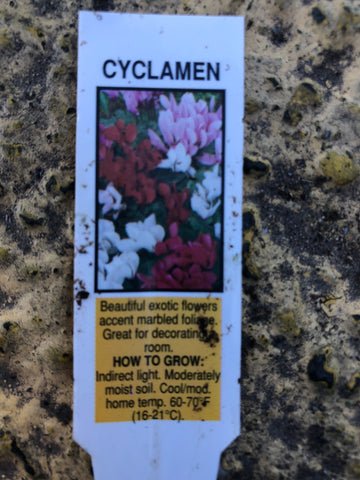 Cyclamen