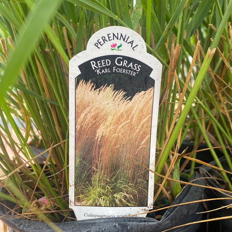 Reed Grass