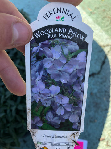 Woodland phlox