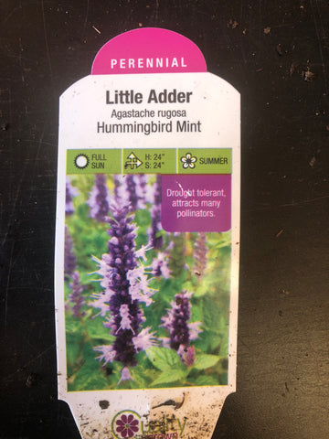 Hummingbird Mint