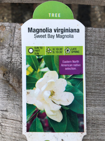 Sweet Bay Magnolia