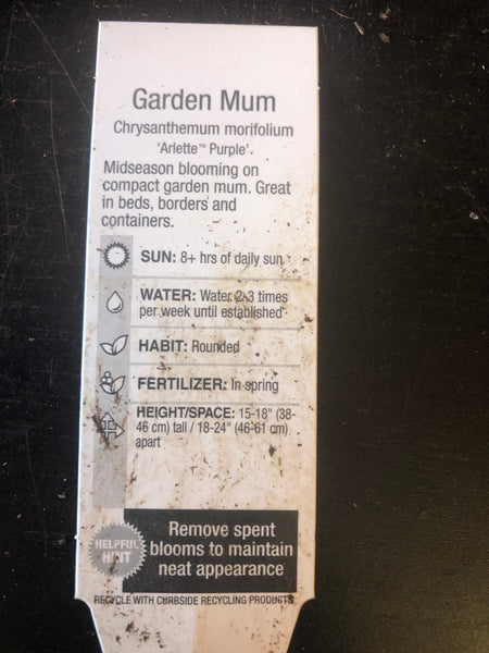 Garden Mum